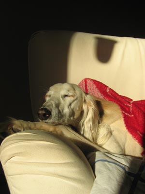 Robin enjoying the sun in the chair