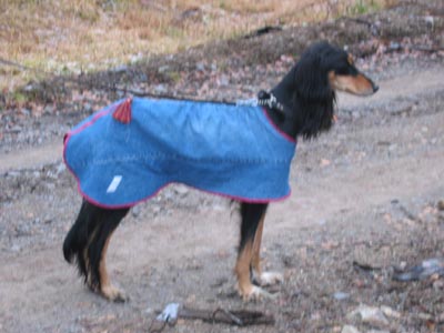 Indiana on a trip to Fagervann