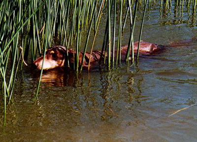 Faraq swimming