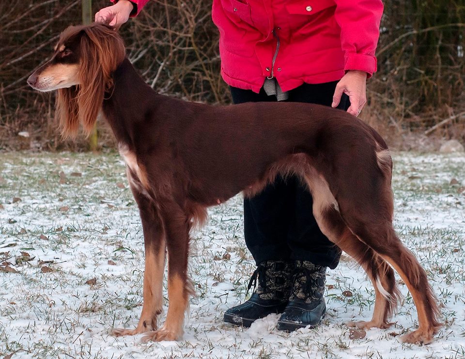 photo: Yashars saluki