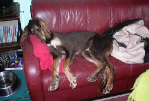 Murre relaxing on the sofa