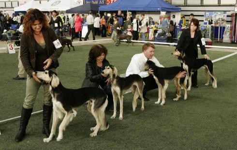 BOB-breeder Whisky, Zeta, Alfa, Pescara