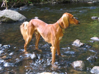 Qui in the river at Dausjen