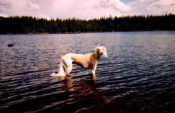 Robin bader i Orfiske (73K)