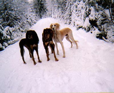 3 in the snow