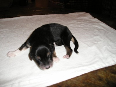 Black/Tan Boy nr1 with White Frontpaw