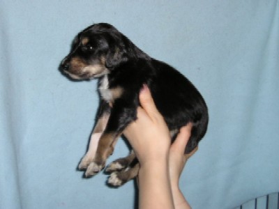 Black/Tan Boy nr1 with White Frontpaw