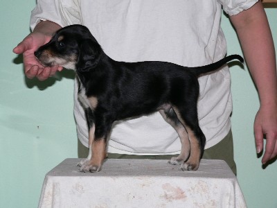 Black/Tan Boy nr1 with White Frontpaw