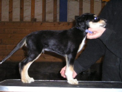 Black/Tan Boy nr1 with White Frontpaw