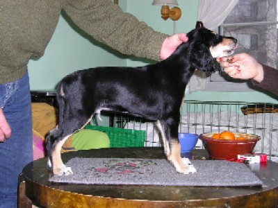 Black/Tan Boy nr2