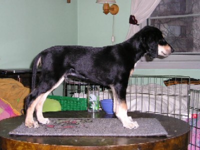 Black/Tan Boy nr1 with White Frontpaw