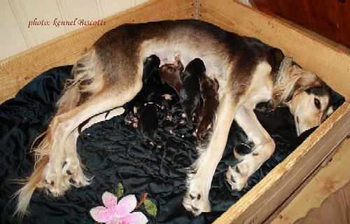 photo: Kennel Biscotti